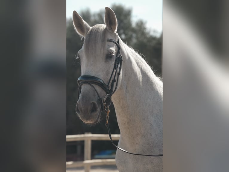 PRE Wallach 12 Jahre 165 cm Apfelschimmel in felanitx