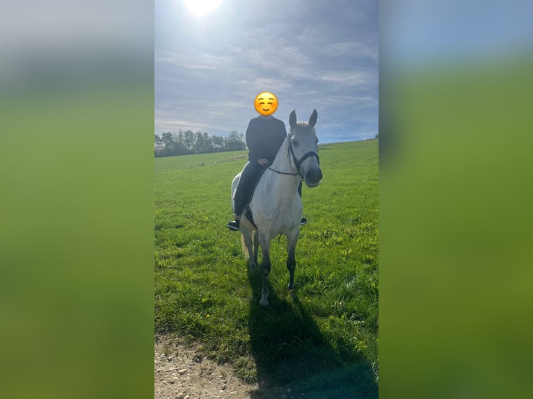 PRE Wallach 12 Jahre 165 cm Schimmel in Jandelsbrunn