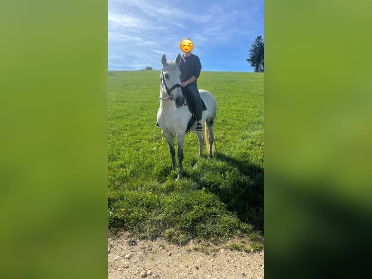 PRE Wallach 12 Jahre 165 cm Schimmel in Jandelsbrunn