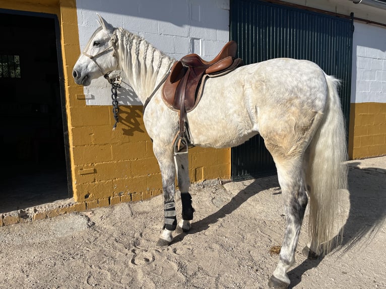 PRE Wallach 12 Jahre 168 cm Apfelschimmel in Cadiz