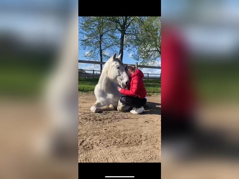 PRE Mix Wallach 12 Jahre 169 cm Apfelschimmel in Neum&#xFC;nster