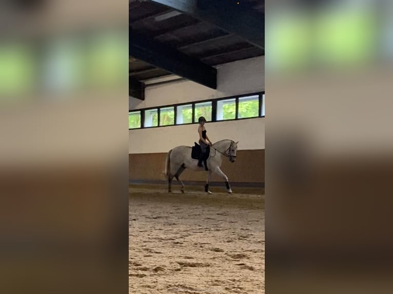 PRE Mix Wallach 12 Jahre 169 cm Apfelschimmel in Neum&#xFC;nster