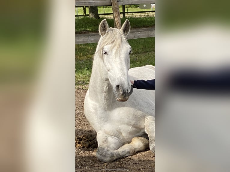 PRE Mix Wallach 12 Jahre 169 cm Apfelschimmel in Neum&#xFC;nster