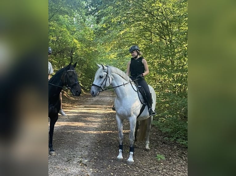 PRE Mix Wallach 12 Jahre 169 cm Apfelschimmel in Neum&#xFC;nster