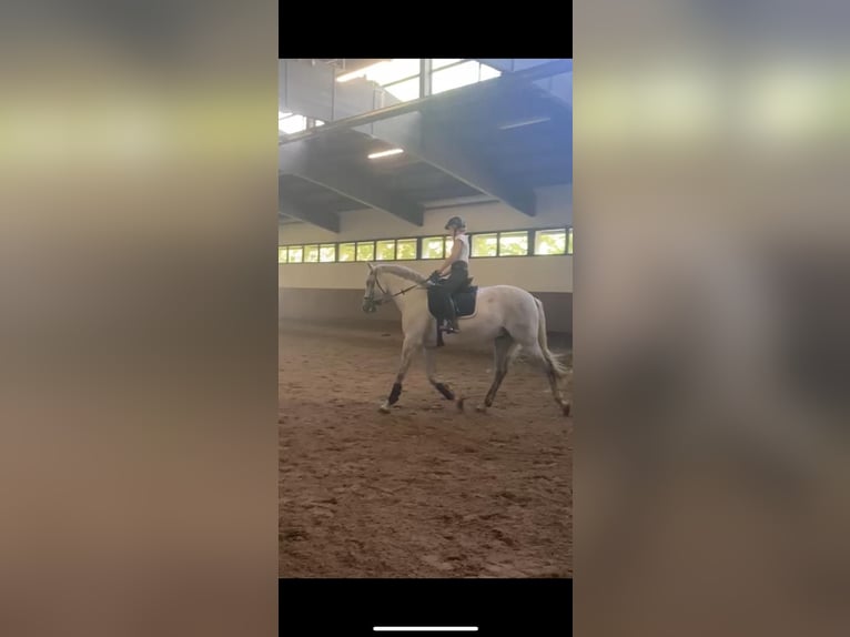 PRE Mix Wallach 12 Jahre 169 cm Apfelschimmel in Neum&#xFC;nster