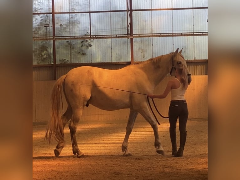 PRE Mix Wallach 12 Jahre 169 cm Apfelschimmel in Neum&#xFC;nster