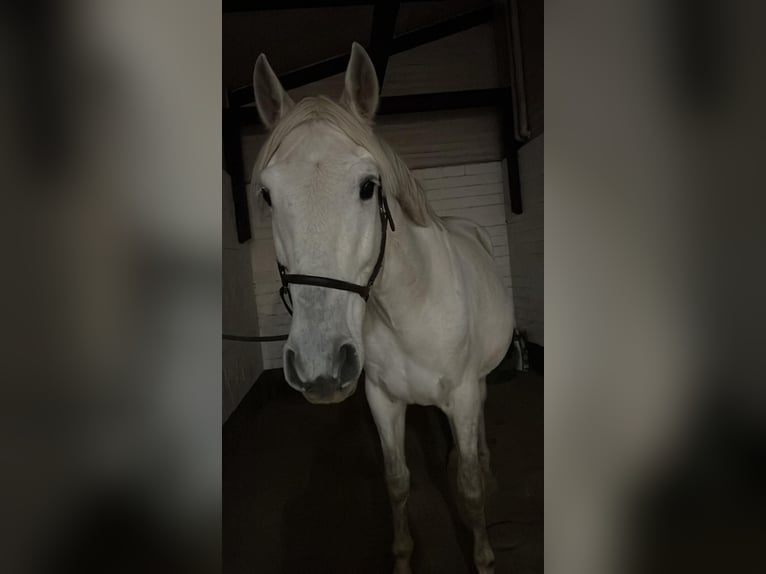 PRE Mix Wallach 12 Jahre 169 cm Apfelschimmel in Neum&#xFC;nster