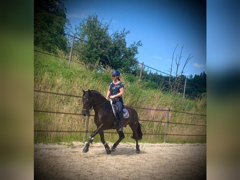 PRE Mix Wallach 12 Jahre 169 cm Rappe in Luzern