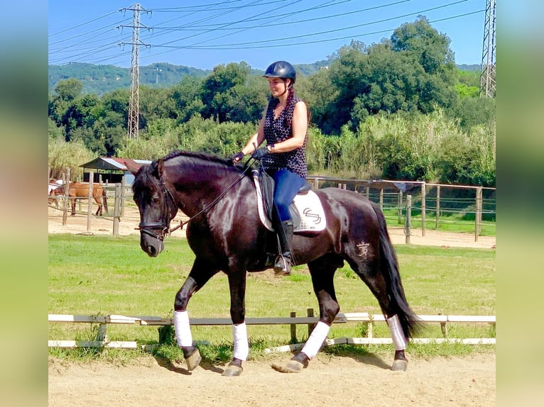 PRE Mix Wallach 12 Jahre 169 cm Rappe in Luzern