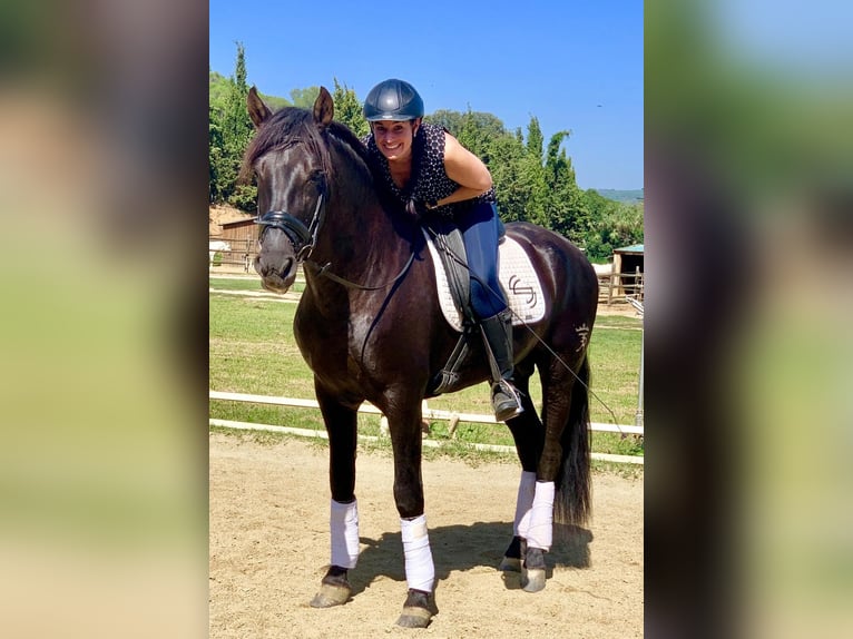 PRE Mix Wallach 12 Jahre 169 cm Rappe in Luzern