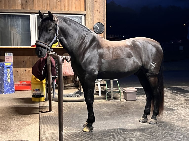 PRE Mix Wallach 12 Jahre 169 cm Rappe in Luzern