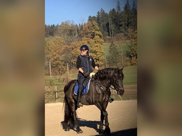 PRE Mix Wallach 12 Jahre 169 cm Rappe in Luzern