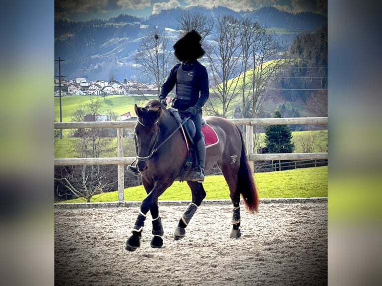 PRE Mix Wallach 12 Jahre 169 cm Rappe in Luzern
