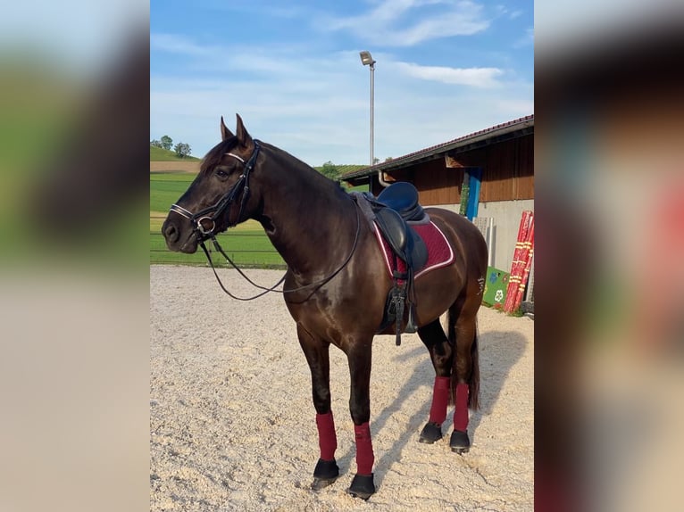 PRE Mix Wallach 12 Jahre 169 cm Rappe in Luzern