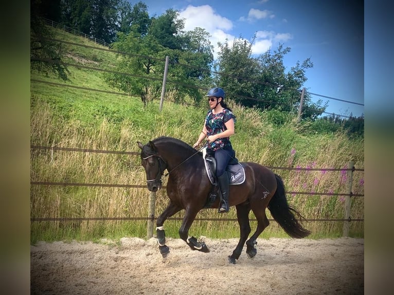 PRE Mix Wallach 12 Jahre 169 cm Rappe in Luzern