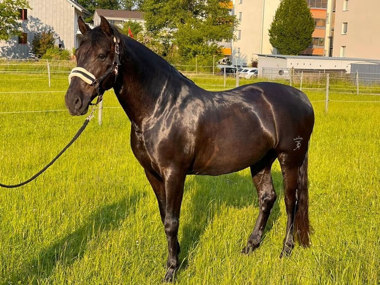 PRE Mix Wallach 12 Jahre 169 cm Rappe in Luzern