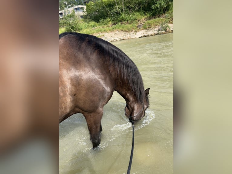 PRE Mix Wallach 12 Jahre 169 cm Rappe in Luzern