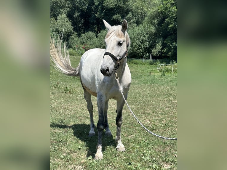 PRE Wallach 12 Jahre 170 cm Apfelschimmel in Waldkirchen