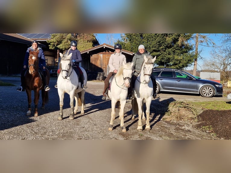 PRE Wallach 12 Jahre 175 cm Fliegenschimmel in Bad AiblingBad Aibling