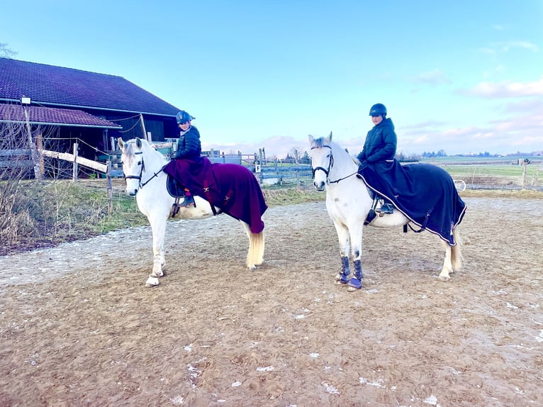 PRE Wallach 12 Jahre 175 cm Fliegenschimmel in Bad AiblingBad Aibling