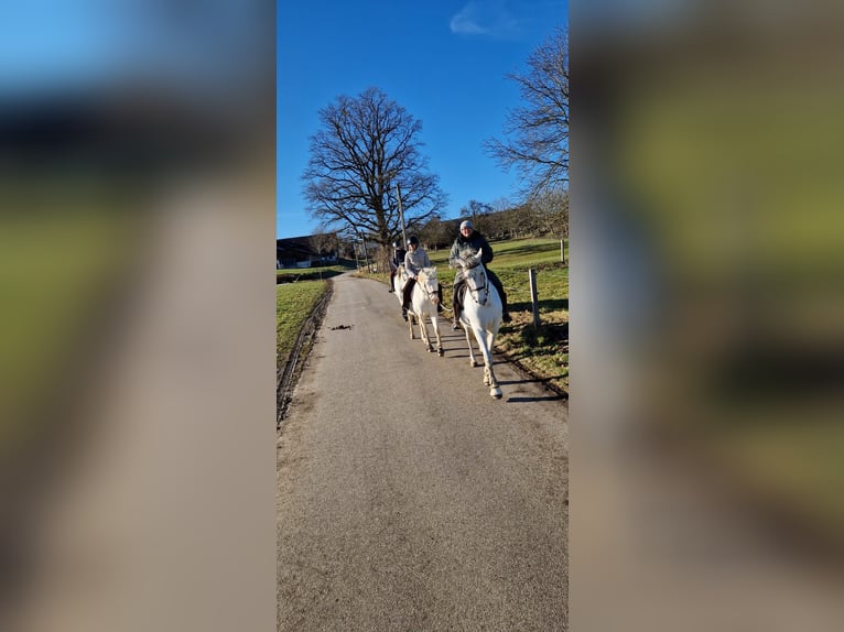 PRE Wallach 12 Jahre 175 cm Fliegenschimmel in Bad AiblingBad Aibling