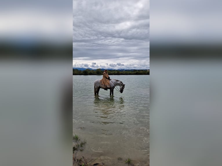 PRE Wallach 12 Jahre 175 cm Fliegenschimmel in Bad AiblingBad Aibling