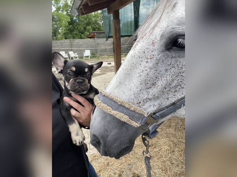 PRE Wallach 12 Jahre 175 cm Fliegenschimmel in Bad AiblingBad Aibling