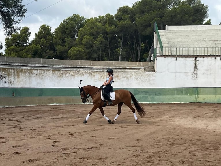 PRE Wallach 13 Jahre 151 cm Fuchs in Castelldefels