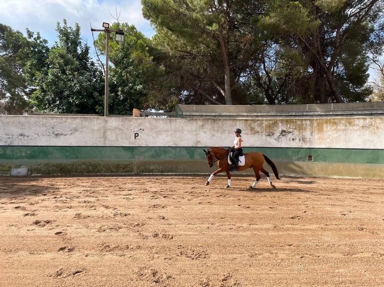 PRE Wallach 13 Jahre 151 cm Fuchs in Castelldefels