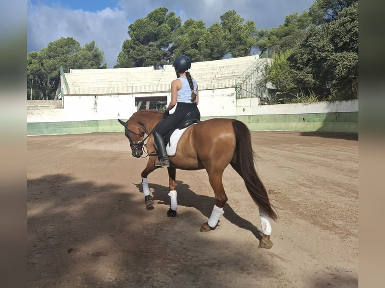 PRE Wallach 13 Jahre 151 cm Fuchs in Castelldefels