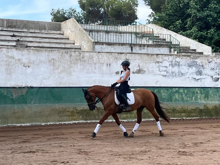 PRE Wallach 13 Jahre 151 cm Fuchs in Castelldefels
