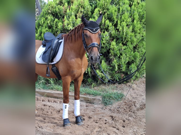 PRE Wallach 13 Jahre 151 cm Fuchs in Castelldefels
