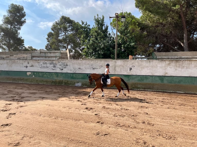 PRE Wallach 13 Jahre 151 cm Fuchs in Castelldefels