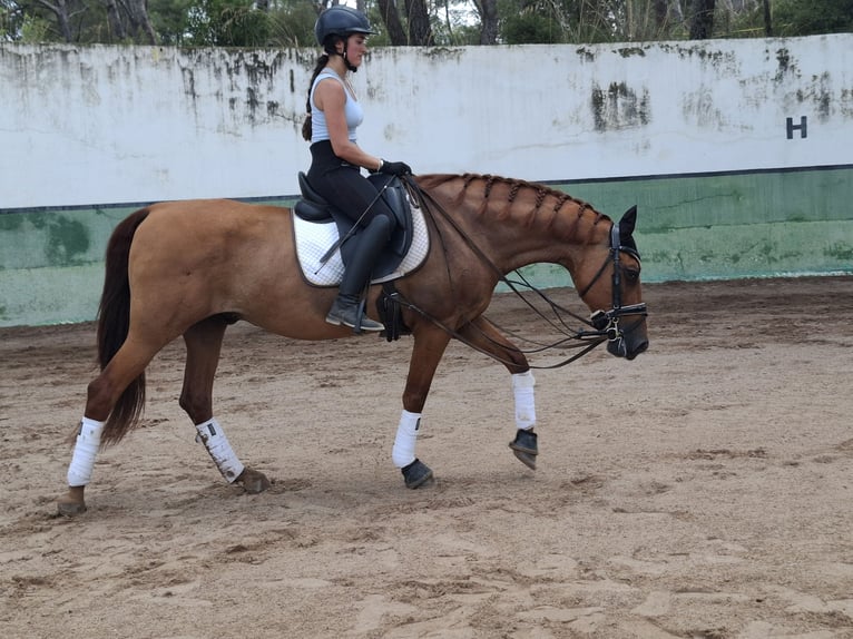 PRE Wallach 13 Jahre 151 cm Fuchs in Castelldefels