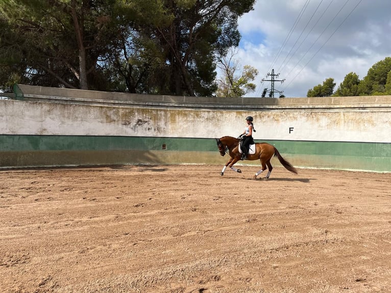 PRE Wallach 13 Jahre 151 cm Fuchs in Castelldefels