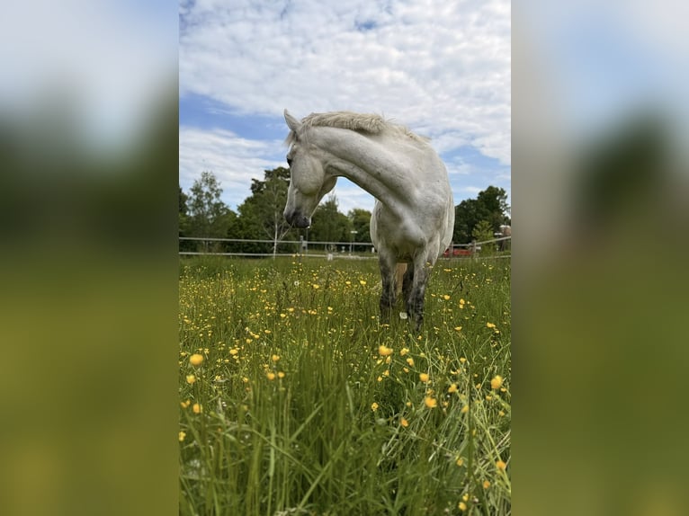 PRE Mix Wallach 13 Jahre 152 cm Apfelschimmel in Schwendi