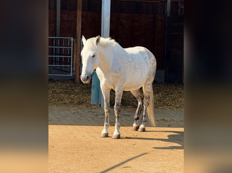 PRE Mix Wallach 13 Jahre 152 cm Apfelschimmel in Schwendi
