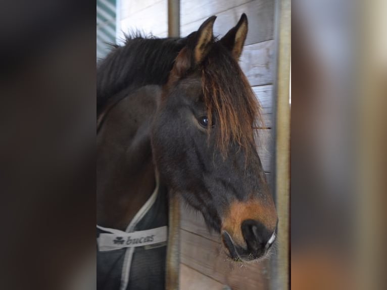 PRE Wallach 13 Jahre 155 cm Brauner in Balingen