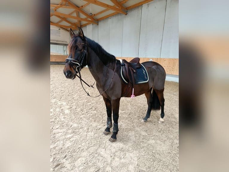 PRE Wallach 13 Jahre 155 cm Brauner in Balingen