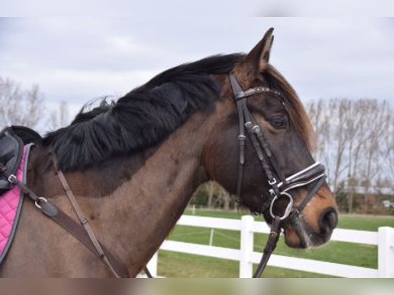 PRE Wallach 13 Jahre 155 cm Brauner in Balingen