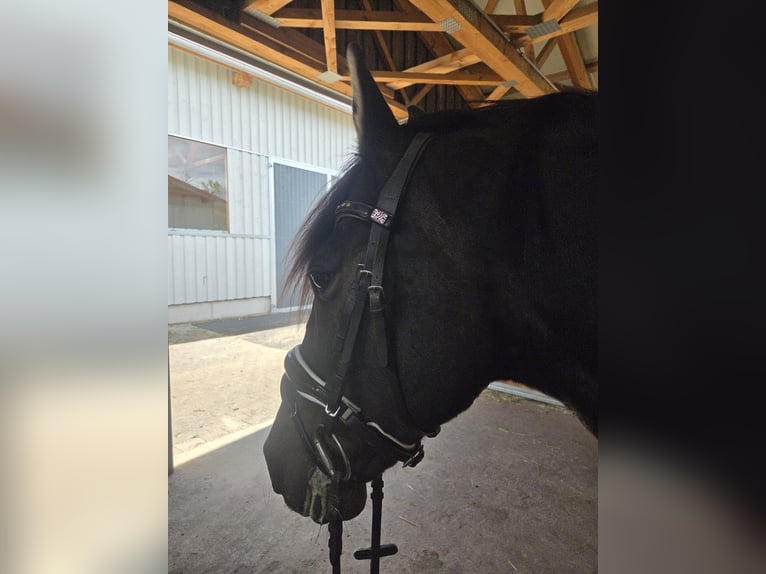 PRE Wallach 13 Jahre 155 cm Brauner in Balingen