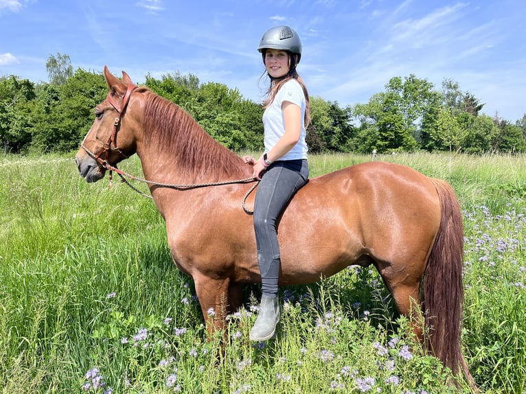 PRE Wallach 13 Jahre 155 cm Fuchs in Mainz