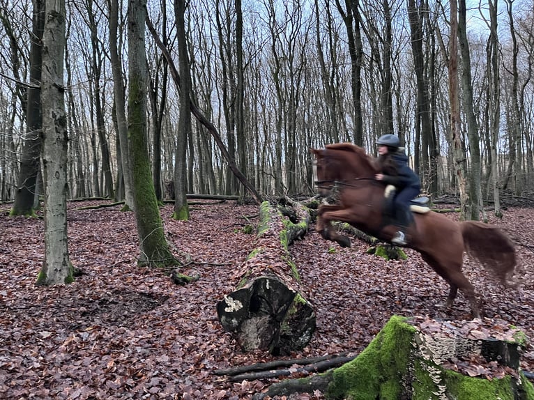 PRE Wallach 13 Jahre 155 cm Fuchs in Mainz