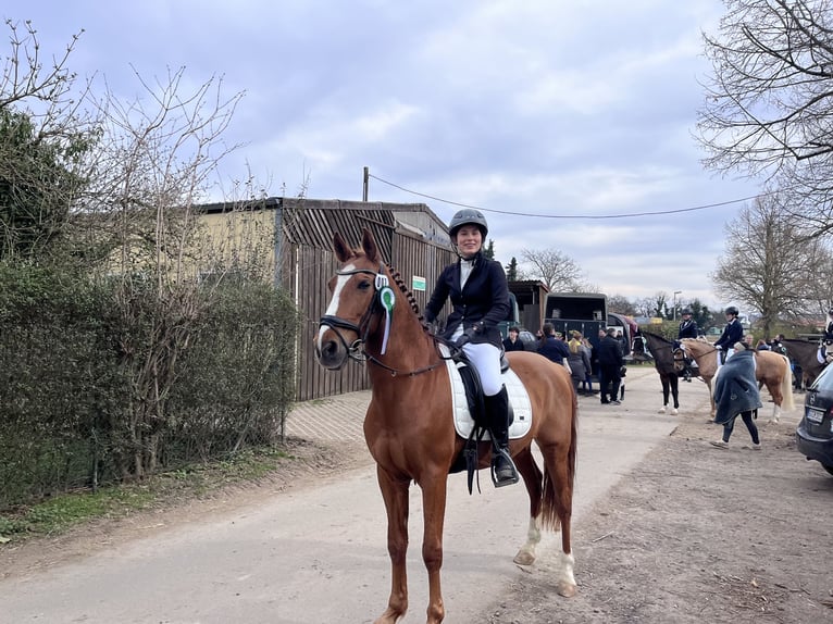 PRE Wallach 13 Jahre 155 cm Fuchs in Mainz
