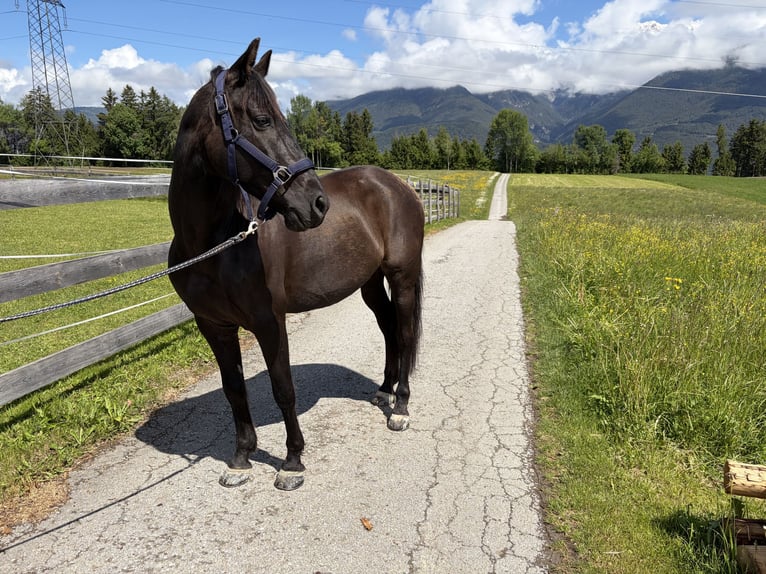 PRE Wallach 13 Jahre 156 cm Rappe in Oberperfuss