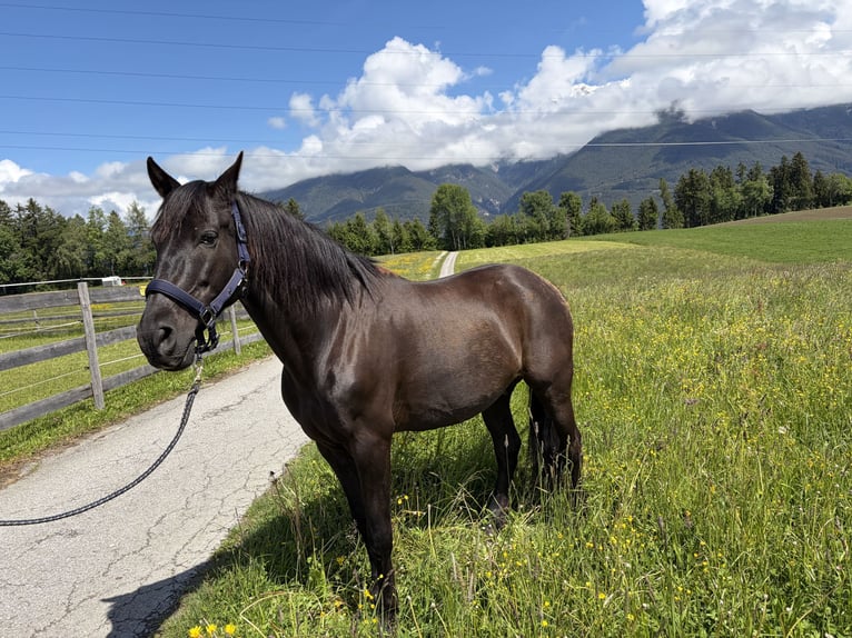 PRE Wallach 13 Jahre 156 cm Rappe in Oberperfuss