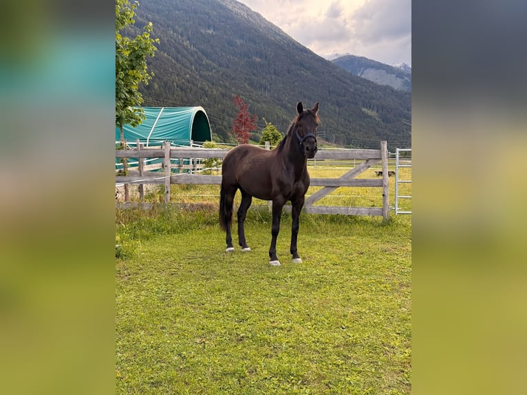 PRE Wallach 13 Jahre 156 cm Rappe in Oberperfuss