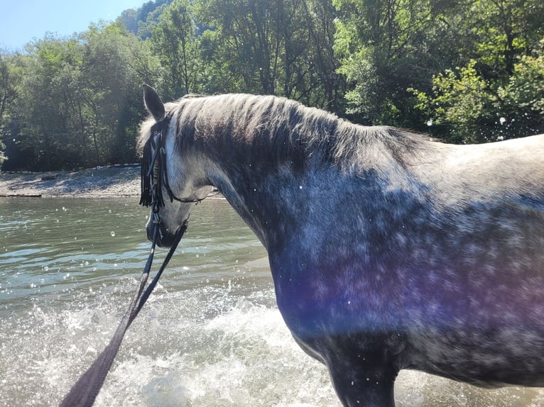 PRE Wallach 13 Jahre 157 cm Apfelschimmel in Gümmenen