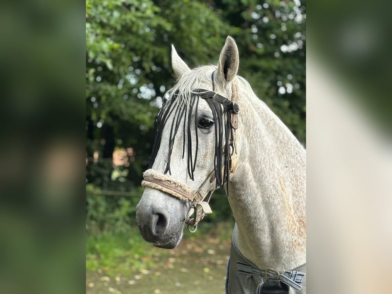 PRE Mix Wallach 13 Jahre 160 cm Fliegenschimmel in Heinsberg