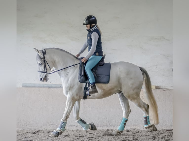 PRE Wallach 13 Jahre 160 cm Schimmel in AlzeyEnsheim